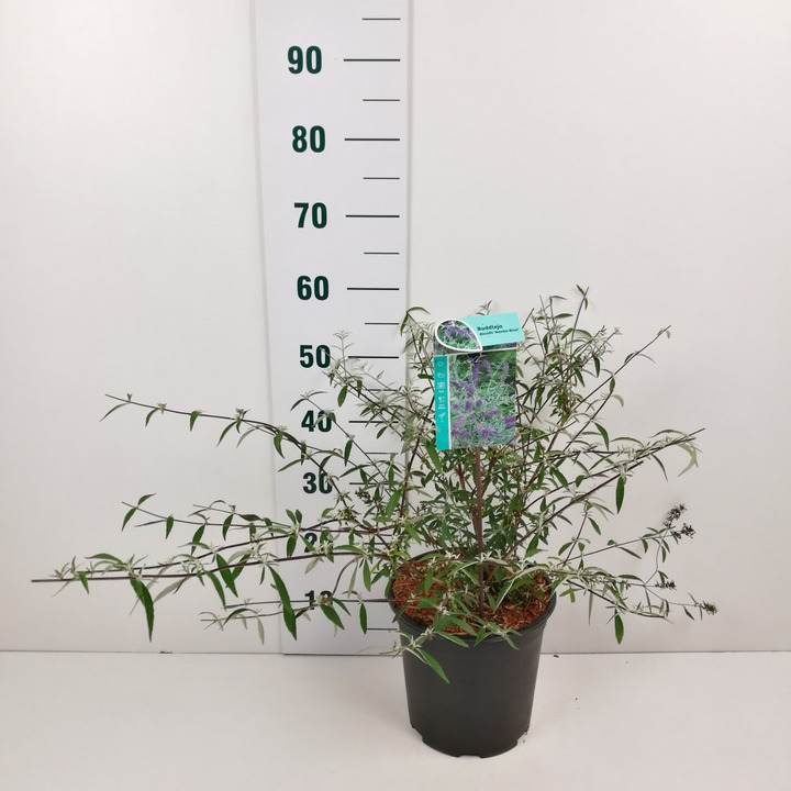 Budlėja Davido (Lot Buddleja d.) 'Nanho Blue' C6,5/P24 50-60 CM-BUDLĖJOS-KRŪMAI