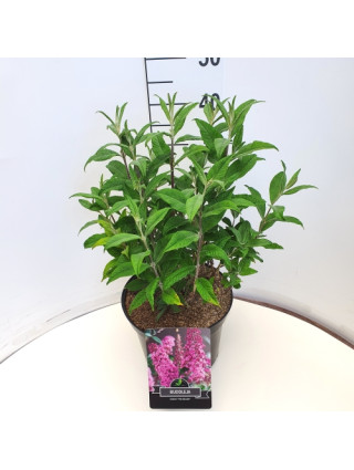 Budlėja Davido (Lot Buddleja d.) 'Pink Delight' C10 40-50 CM-BUDLĖJOS-KRŪMAI