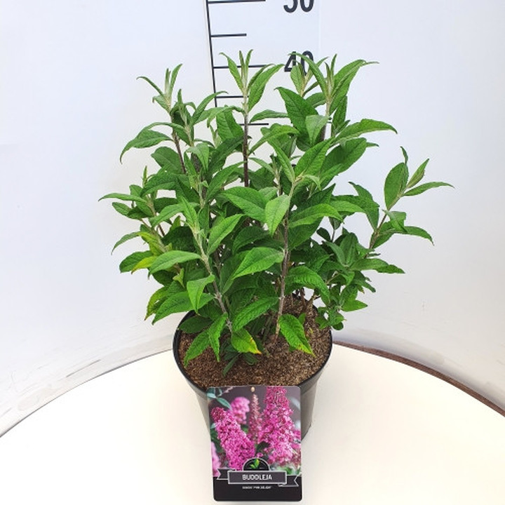 Budlėja Davido (Lot Buddleja d.) 'Pink Delight' C10 40-50 CM-BUDLĖJOS-KRŪMAI
