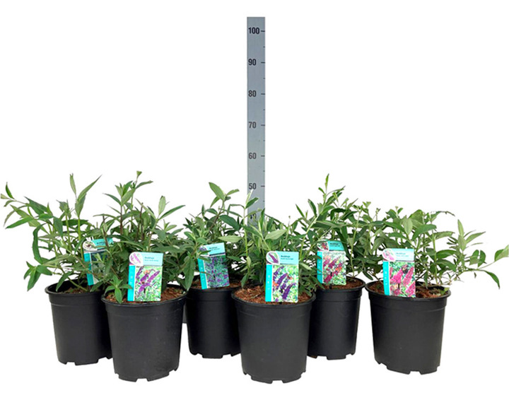 Budlėja Davido (Lot Buddleja d.) 'Royal Red' C6,5/P24 60-80 CM-BUDLĖJOS-KRŪMAI