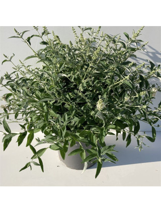 Budlėja Davido (Lot Buddleja d.) 'White Chip' C12 50-60 CM-BUDLĖJOS-KRŪMAI