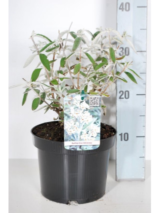 Budlėja (Lot Buddleja) 'Silver Anniversary' C3/P19 30-40 CM-BUDLĖJOS-KRŪMAI