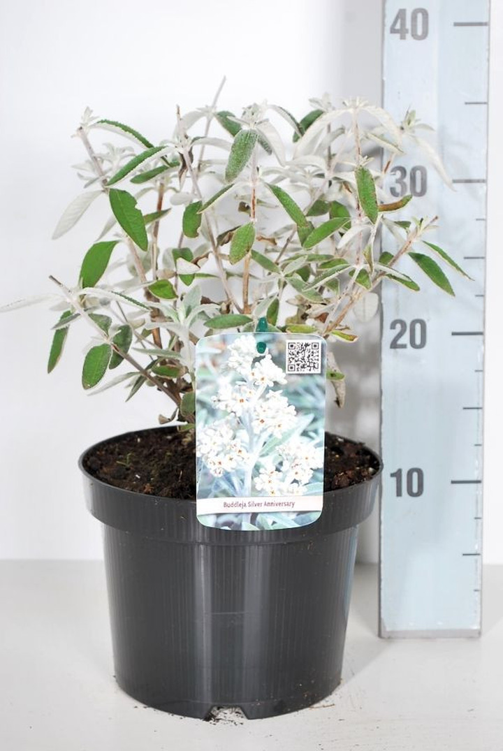 Budlėja (Lot Buddleja) 'Silver Anniversary' C3/P19 30-40 CM-BUDLĖJOS-KRŪMAI