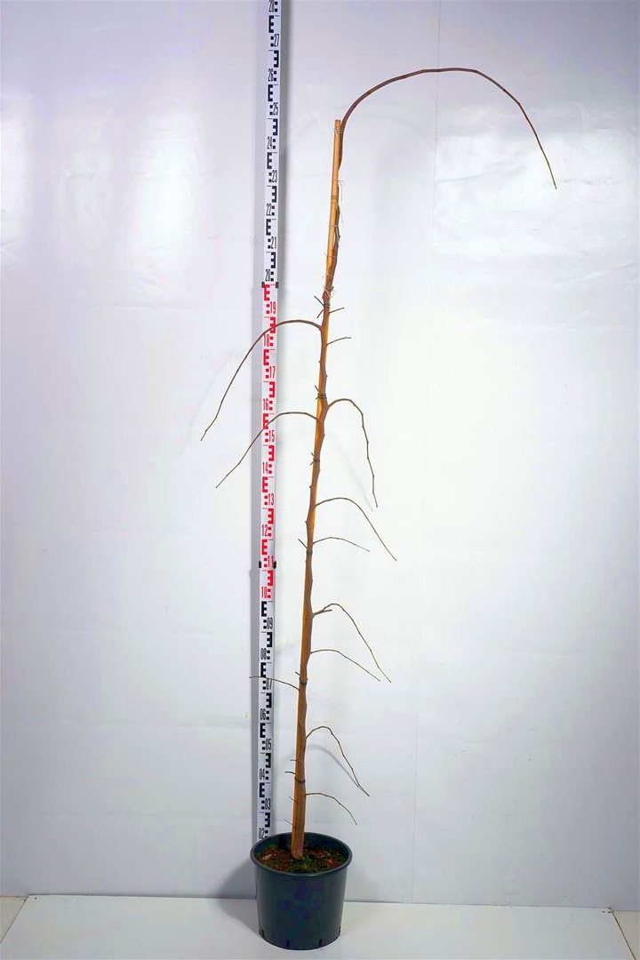 Kanadinis cercis (Lot Cercis can.) 'Vanilla Twist' C15 200-250 FEATHER-CERCIAI-MEDŽIAI