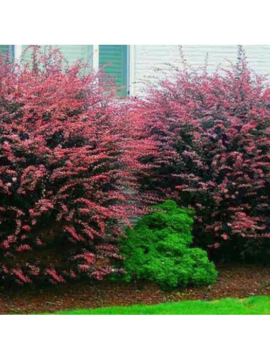 Raugerškis Tunbergo (Lot Berberis Thunbergii) HARLEQUIN Sodinukas P9-RAUGERŠKIAI-KRŪMAI