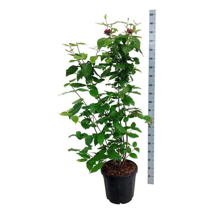 Kalikantas puošnusis (Lot Calycanthus flor.) 'Aphrodite' C30 125-150 CM-KALIKANTAI-KRŪMAI