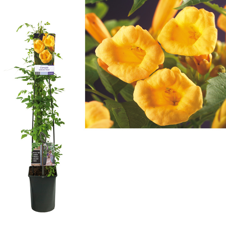 Ląstūnė stambiažiedė (Lot Campsis rad.) 'Flava' C5 120 CM 4 ST (SK)-LASTŪNĖS-DAUGIAMETĖS GĖLĖS