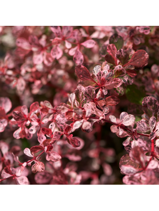 Raugerškis Tunbergo (Lot Berberis Thunbergii) HARLEQUIN Sodinukas P9-RAUGERŠKIAI-KRŪMAI