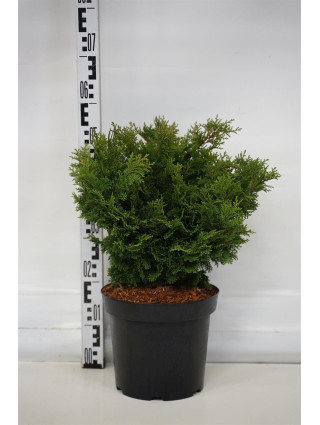 Puskiparisis bukasis (Lot Chamaecyparis o.) 'Loenik' C7,5/P26 25-30 CM-PUSKIPARISIAI-SPYGLIUOČIAI