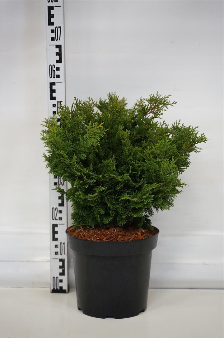 Puskiparisis bukasis (Lot Chamaecyparis o.) 'Loenik' C7,5/P26 25-30 CM-PUSKIPARISIAI-SPYGLIUOČIAI