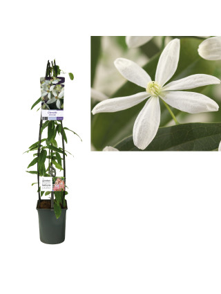Raganė Armando MIX (Lot Clematis armandii) C5 120 CM 4 ST (SK)-RAGANĖS-VIJOKLINIAI