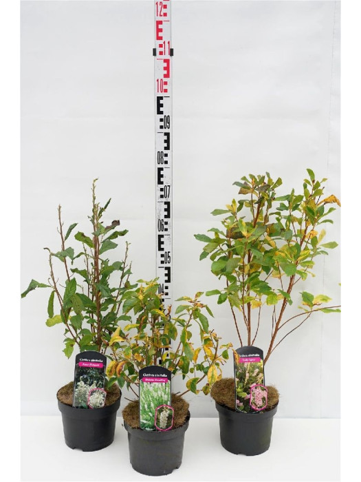 Alksnotis MIX (Lot Clethra in) C3/P19 40-60 CM-ALKSNOČIAI-KRŪMAI
