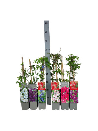 Raganė (Lot Clematis) 'Multi Blue' P17 40-60 CM 3 STICK-RAGANĖS-VIJOKLINIAI
