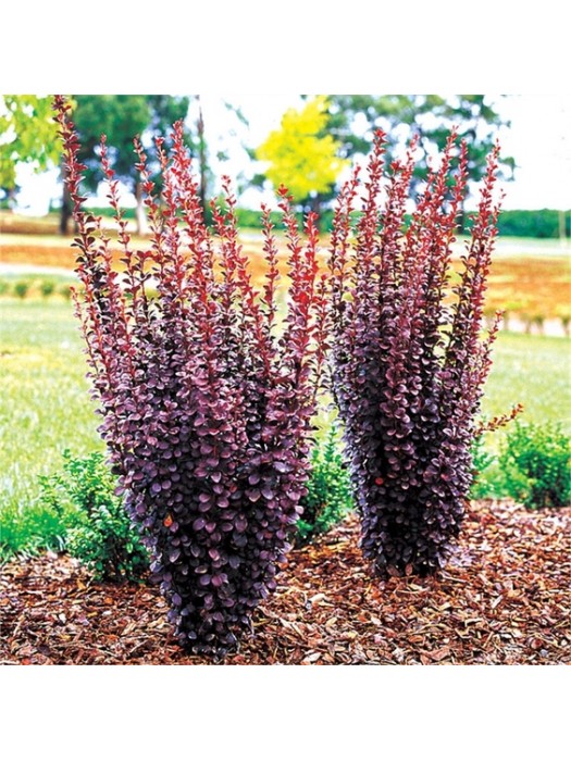 Raugerškis Tunbergo (Lot Berberis Thunbergii) ‘HELMOND PILLAR‘ P9-RAUGERŠKIAI-KRŪMAI