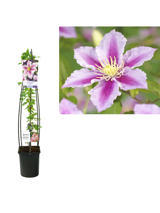 Raganė (Lot Clematis) 'Piilu' C5 120 CM 4 ST (SK)-RAGANĖS-VIJOKLINIAI