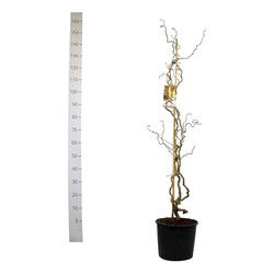 Lazdynas paprastasis (Lot Corylus a.) 'Contorta' C20 125-150 CM-LAZDYNAI-MEDŽIAI