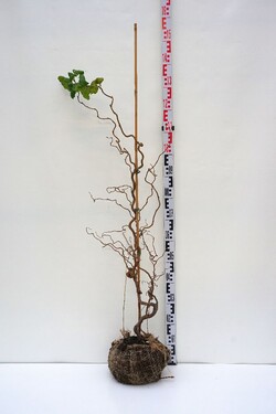 Lazdynas paprastasis (Lot Corylus a.) 'Contorta' 80-100 CM RB-LAZDYNAI-MEDŽIAI