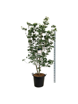 Sedulos (Lot Cornus) 'Aurora' C55 175-200CM EXTRA-SEDULOS-VAISMEDŽIAI - VAISKRŪMIAI