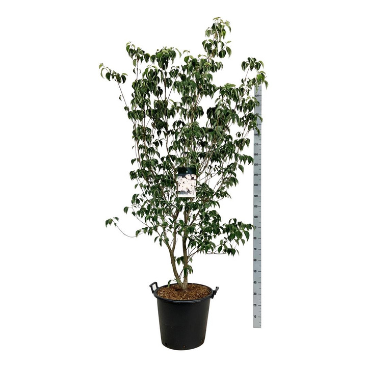 Sedulos (Lot Cornus) 'Aurora' C55 175-200CM EXTRA-SEDULOS-VAISMEDŽIAI - VAISKRŪMIAI