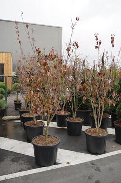 Sedulos (Lot Cornus) 'Aurora' C55 175-200CM EXTRA - nuotrauka 2