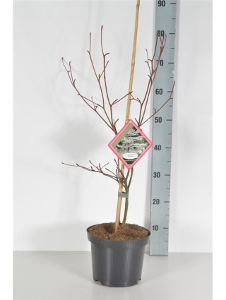 Sedula grakščioji (Lot Cornus contr.) 'Variegata' C6,5/P24 40-60 CM-SEDULOS-VAISMEDŽIAI - VAISKRŪMIAI