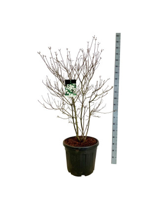 Sedula japoninė (Lot Cornus kousa) C55 100-125CM EXTRA-SEDULOS-VAISMEDŽIAI - VAISKRŪMIAI