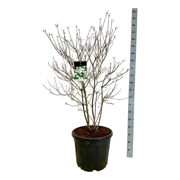 Sedula japoninė (Lot Cornus kousa) C55 100-125CM EXTRA-SEDULOS-VAISMEDŽIAI - VAISKRŪMIAI