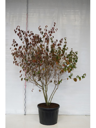Sedula japoninė (Lot Cornus kousa) C180 250-300 CM DAUGEKAMIENIS-SEDULOS-VAISMEDŽIAI - VAISKRŪMIAI