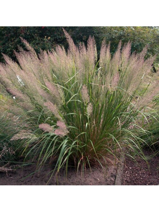 Lendrunas Korėjinis (Lot Calamagrostis Brachytricha)-LENDRŪNAI-SMILGOS - VARPINIAI AUGALAI