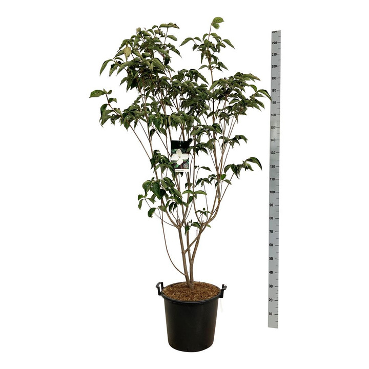 Sedula japoninė (Lot Cornus kousa) 'Venus' C30 175-200 CM-SEDULOS-VAISMEDŽIAI - VAISKRŪMIAI