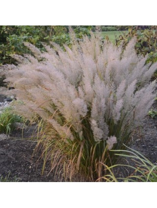 Lendrunas Korėjinis (Lot Calamagrostis Brachytricha)-LENDRŪNAI-SMILGOS - VARPINIAI AUGALAI