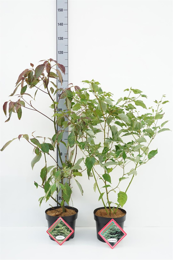 Sedula MIX (Lot Cornus in) C4/P21 60/+ CM 9x alternifolia & 8x controversa-SEDULOS-VAISMEDŽIAI - VAISKRŪMIAI