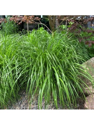 Lendrunas Korėjinis (Lot Calamagrostis Brachytricha)-LENDRŪNAI-SMILGOS - VARPINIAI AUGALAI