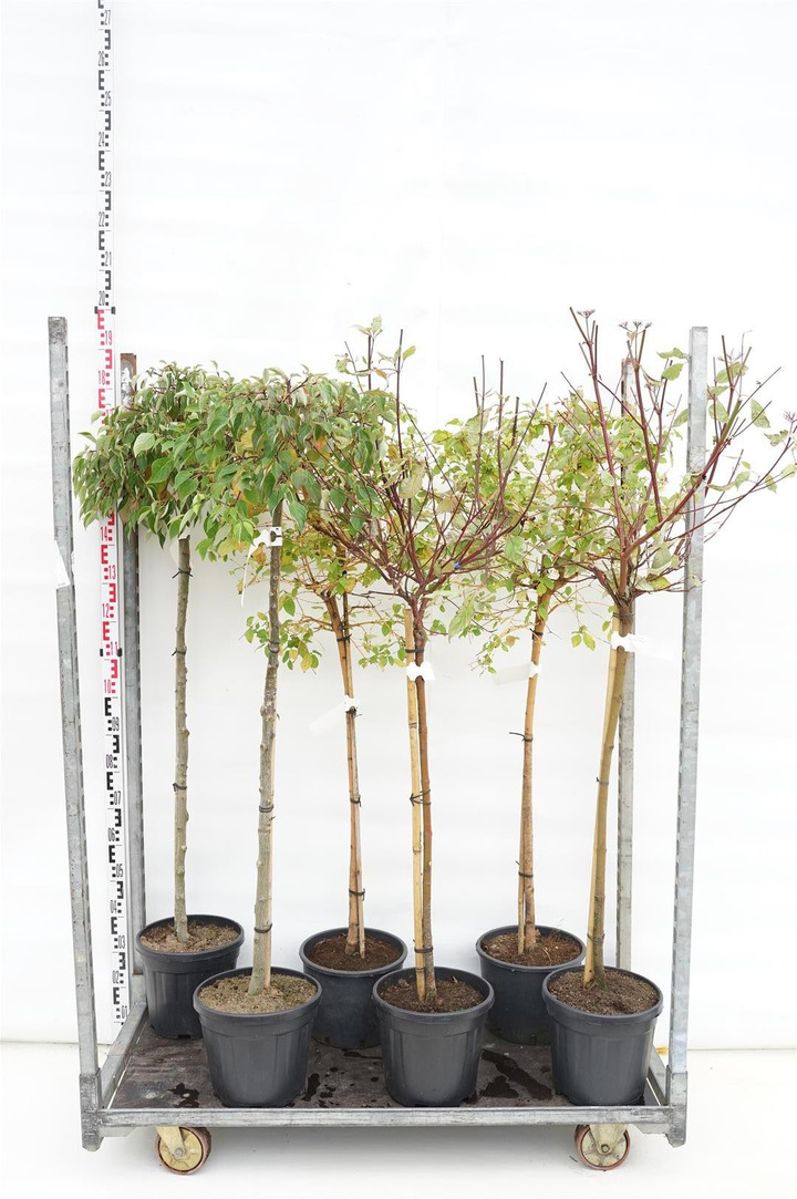 Sedula MIX (Lot Cornus in) MIX CC STEMS 2x4 'Midwinter Fire' & 'Miracle' 90 CM STEM C10 & 1x4 'Green Carpet' 120 CM