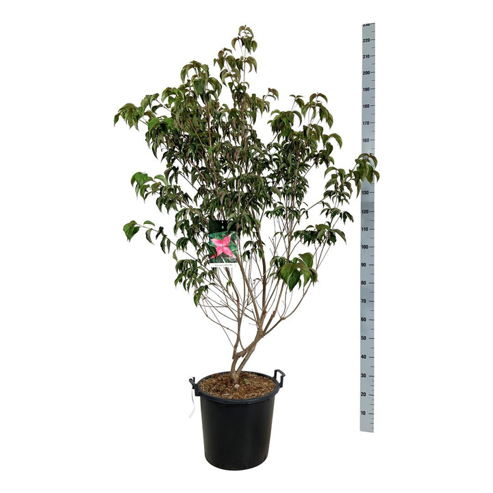 Sedulos (Lot Cornus) 'Scarlet Fire' C30 150-175CM EXTRA-SEDULOS-VAISMEDŽIAI - VAISKRŪMIAI