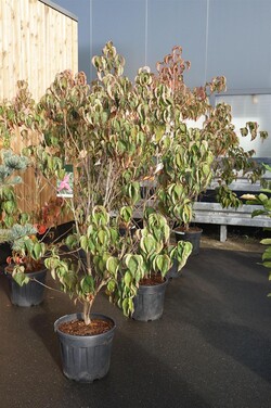 Sedulos (Lot Cornus) 'Scarlet Fire' C30 150-175CM EXTRA - nuotrauka 2
