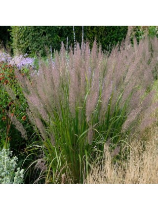 Lendrunas Korėjinis (Lot Calamagrostis Brachytricha)-LENDRŪNAI-SMILGOS - VARPINIAI AUGALAI