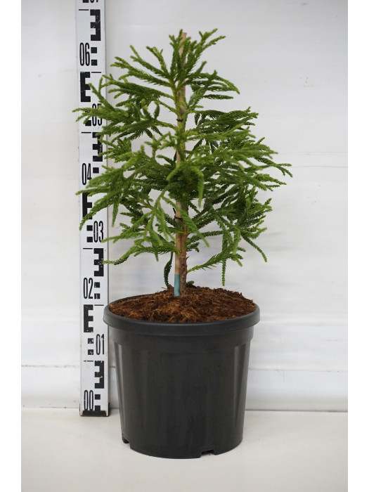 Kriptomerija japoninė (Lot Cryptomeria j.) 'Spiralis' C7,5/P26 35-40 CM-KRIPTOMERIJOS-SPYGLIUOČIAI