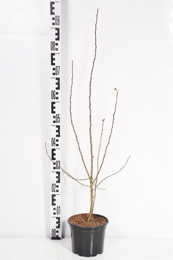 Gudobelė vienapiestė (Lot Crataegus monogyna) C2/P17 40-60 CM-GUDOBELĖS-MEDŽIAI