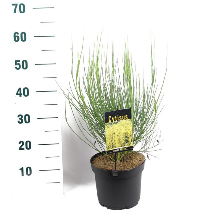 Raipstas šluotinis (Lot Cytisus praecox) 'Allgold' C3/P19 40-50 CM-RAIPSTAS-KRŪMAI
