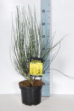 Raipstas šluotinis (Lot Cytisus praecox) 'Allgold' C3/P19 40-50 CM - nuotrauka 2