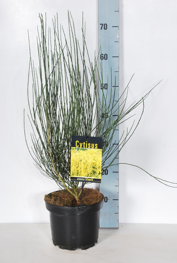 Raipstas šluotinis (Lot Cytisus praecox) 'Allgold' C3/P19 40-50 CM-RAIPSTAS-KRŪMAI