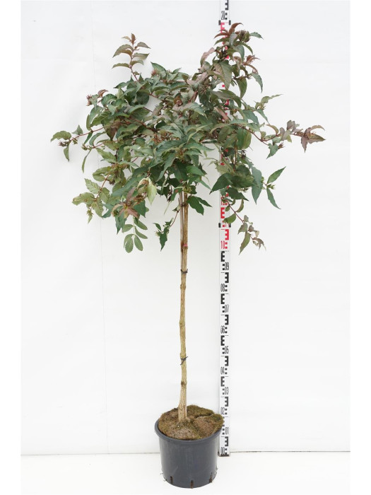 Diervilė (Lot Diervilla splendens) 'Diva' C12 STIEBAS 120 CM-DERVILĖS-KRŪMAI