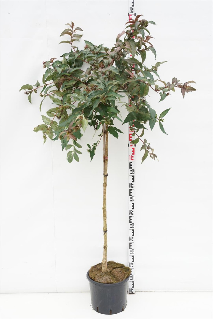 Diervilė (Lot Diervilla splendens) 'Diva' C12 STIEBAS 120 CM-DERVILĖS-KRŪMAI
