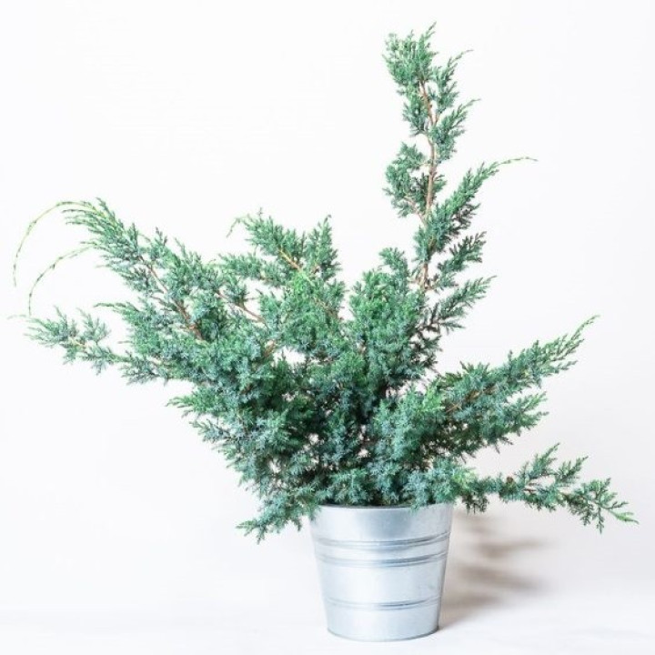 Kadagys Kininis (Juniperus Chinensis) 'BLUE ALPS' C3 40-50CM-KADAGIAI-SPYGLIUOČIAI