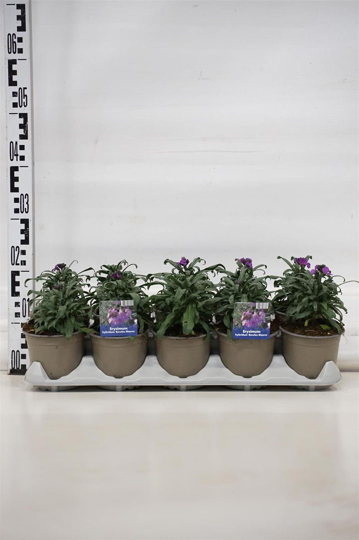 Ožekšnis MIX (Lot Erysimum in) P12 JAUNI AUGALAI-OŽEKŠNIAI-KRŪMAI