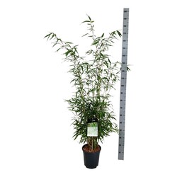 Bambukaitis rob. (Lot Fargesia rob.) 'Tauro' C5,5/TB24 125-150 CM-BAMBUKAI-SMILGOS - VARPINIAI AUGALAI