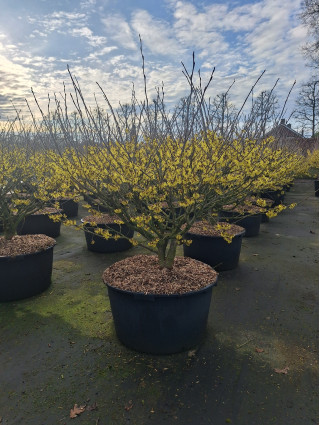 Hamamelis tarpinis (Lot Hamamelis int.) 'Arnold Promise' C90 100/+ CM-HAMAMELIAI-MEDŽIAI