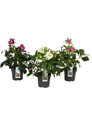 Kaukazinis eleboras (Lot Helleborus orientalis) C1,5/P15-ELEBORAI-DAUGIAMETĖS GĖLĖS