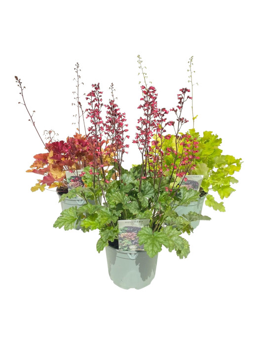 Alūnė MIX (Lot Heuchera in) C2/P17-ALŪNĖS-DAUGIAMETĖS GĖLĖS